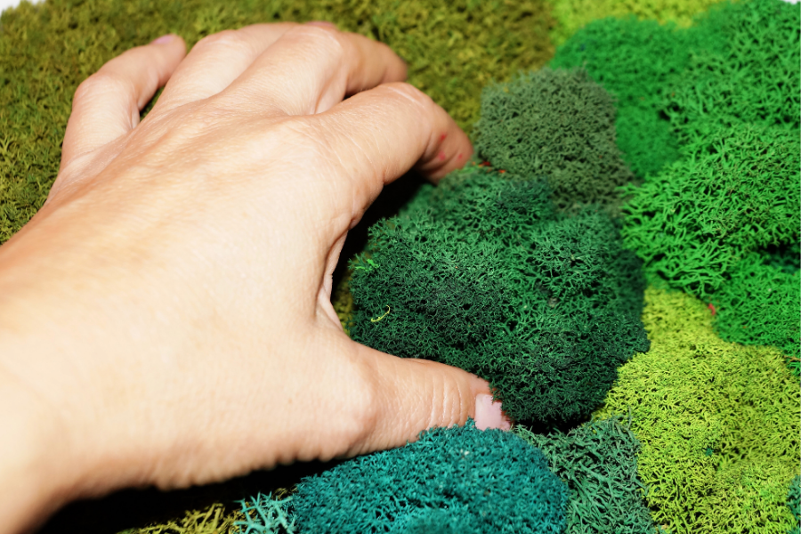 Close up view of a hand touching a preserved moss wall installation featuring various textures and shades of green reindeer moss.
