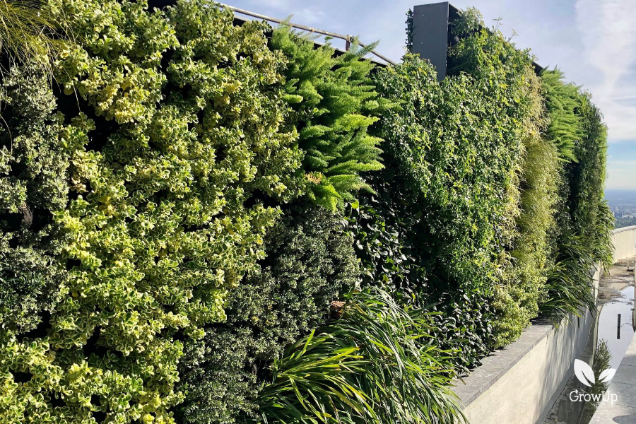 close up of greenwall and all its plants
