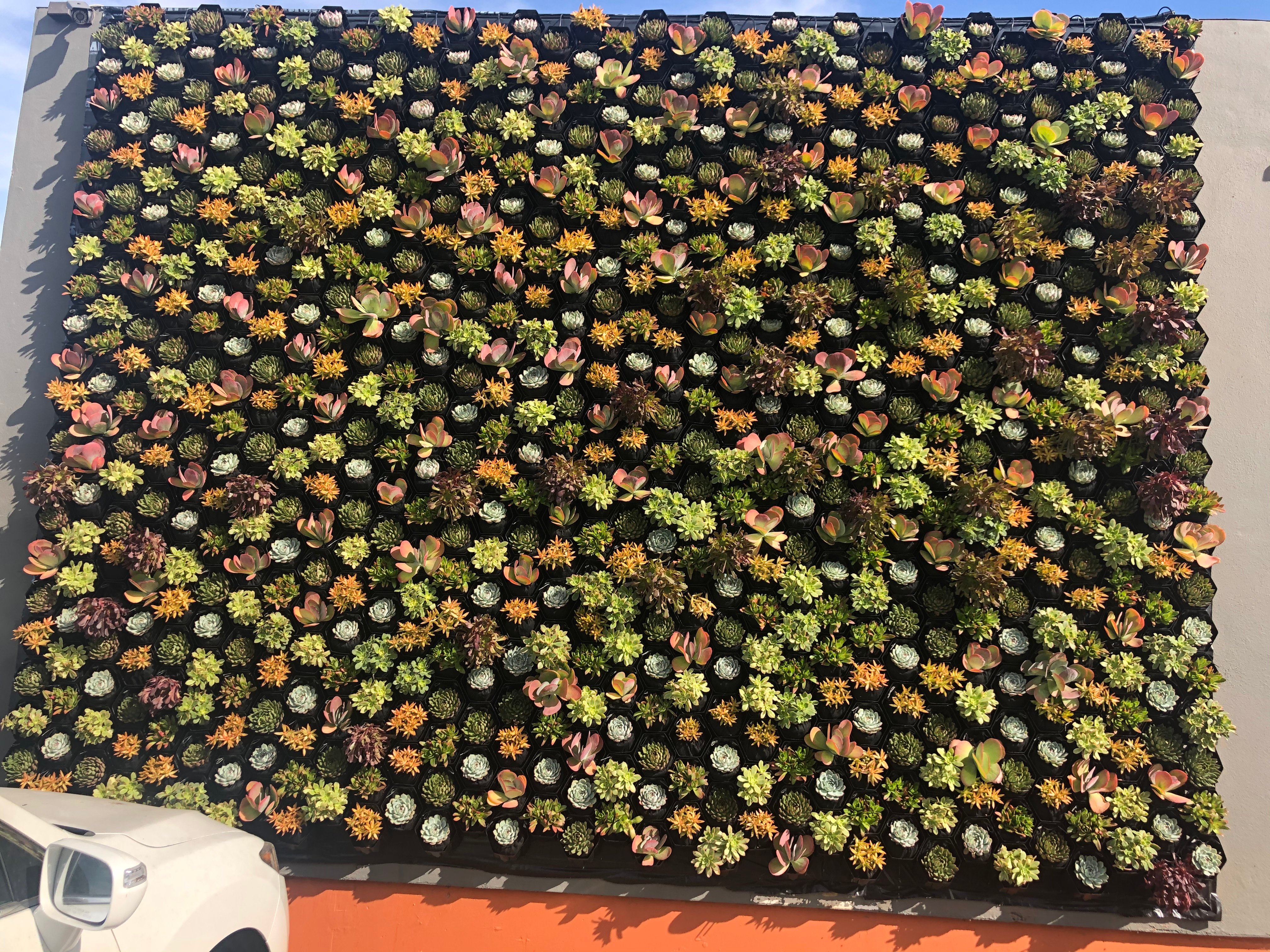Close view of the succulent living wall two weeks after installation, showing the varied plant color