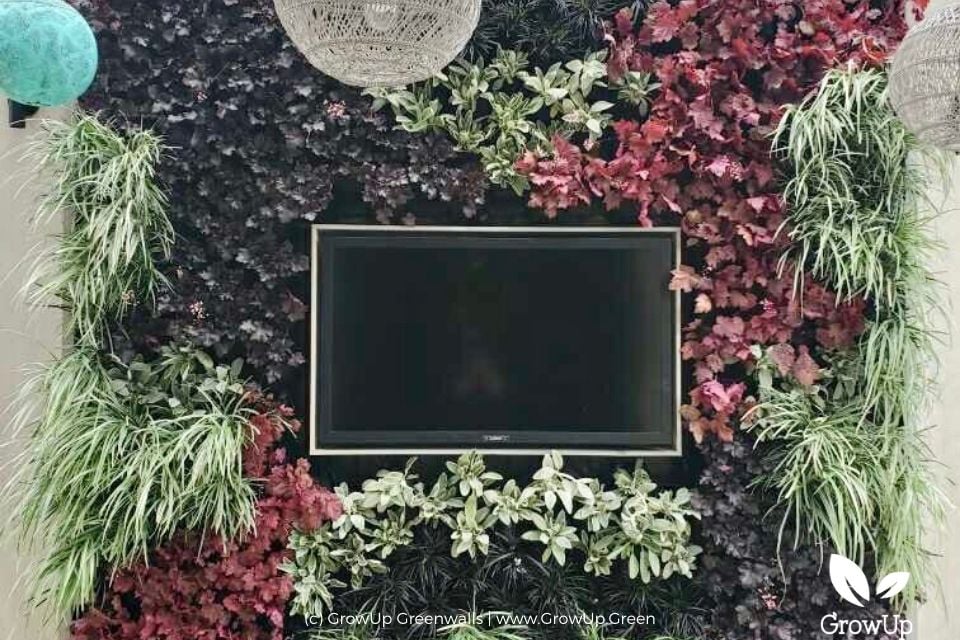 Living wall of green, burgundy and variegated plants framing a wall-mounted TV on a covered patio