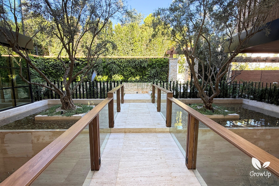 A wide, symmetrical photograph looking straight down a travertine paver bridge with glass and wood railings. The bridge spans shallow, reflective water pools containing two mature, gnarled olive trees. The background is dominated by the massive, lush living green wall and high hedge boundary seen in other views. Modern architectural elements flank the left and right, and the entire scene is bathed in natural light.