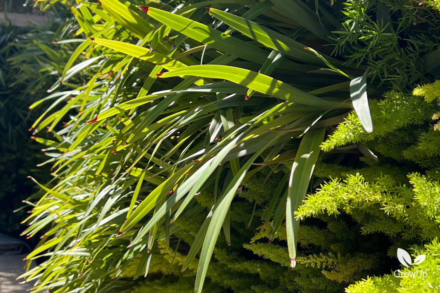 A close-up detail shot focusing on the diverse textures of a lush green wall. The image features long, bright green strap-like leaves of Dianella contrasting against feathery, bright lime-green asparagus ferns, all illuminated by direct sunlight.