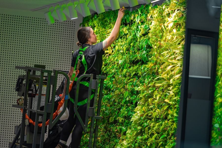 lady in a harness on a lift table removing dead leaves from Tampa's living wall