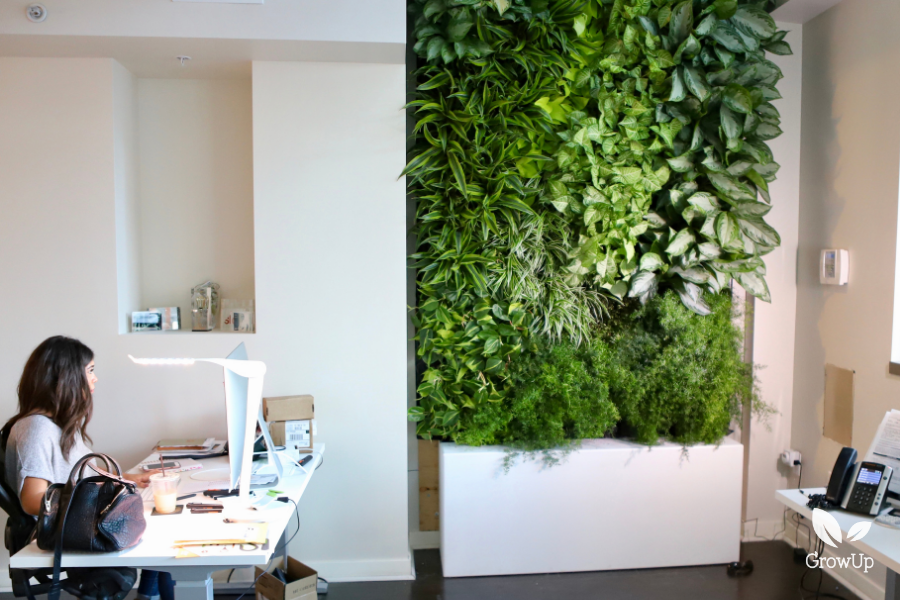 lady working at a desk with a greenwall in her office