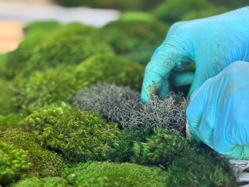 How are moss walls made? Moss artist creating a moss wall panel