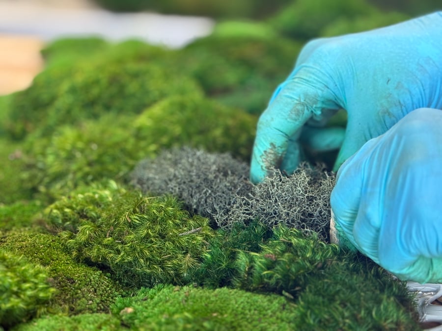 Do moss walls get moldy?