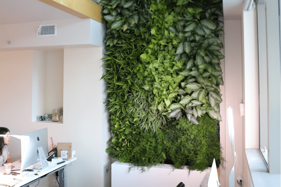 Floor-to-ceiling indoor living wall of tropical plants beside desks in a bright San Jose office