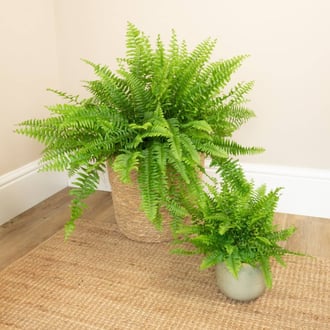 Boston Fern | Image from https://www.houseplant.co.uk/