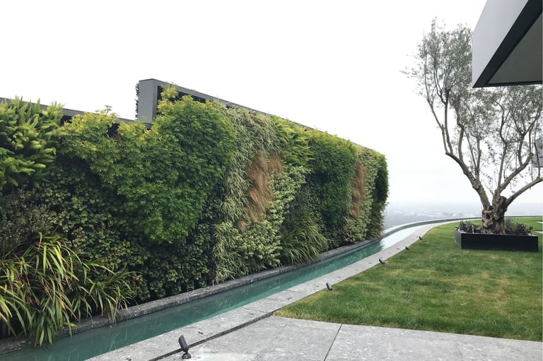 Dense, grown-in outdoor living wall running beside a narrow water channel, lawn and olive tree