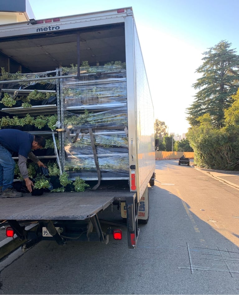 Contract-grown living wall plants arriving on nursery racks in the back of a delivery truck