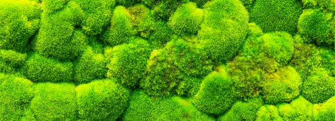 How Long Do Moss Walls Last? Lifespan, Care, Fading, and Wear