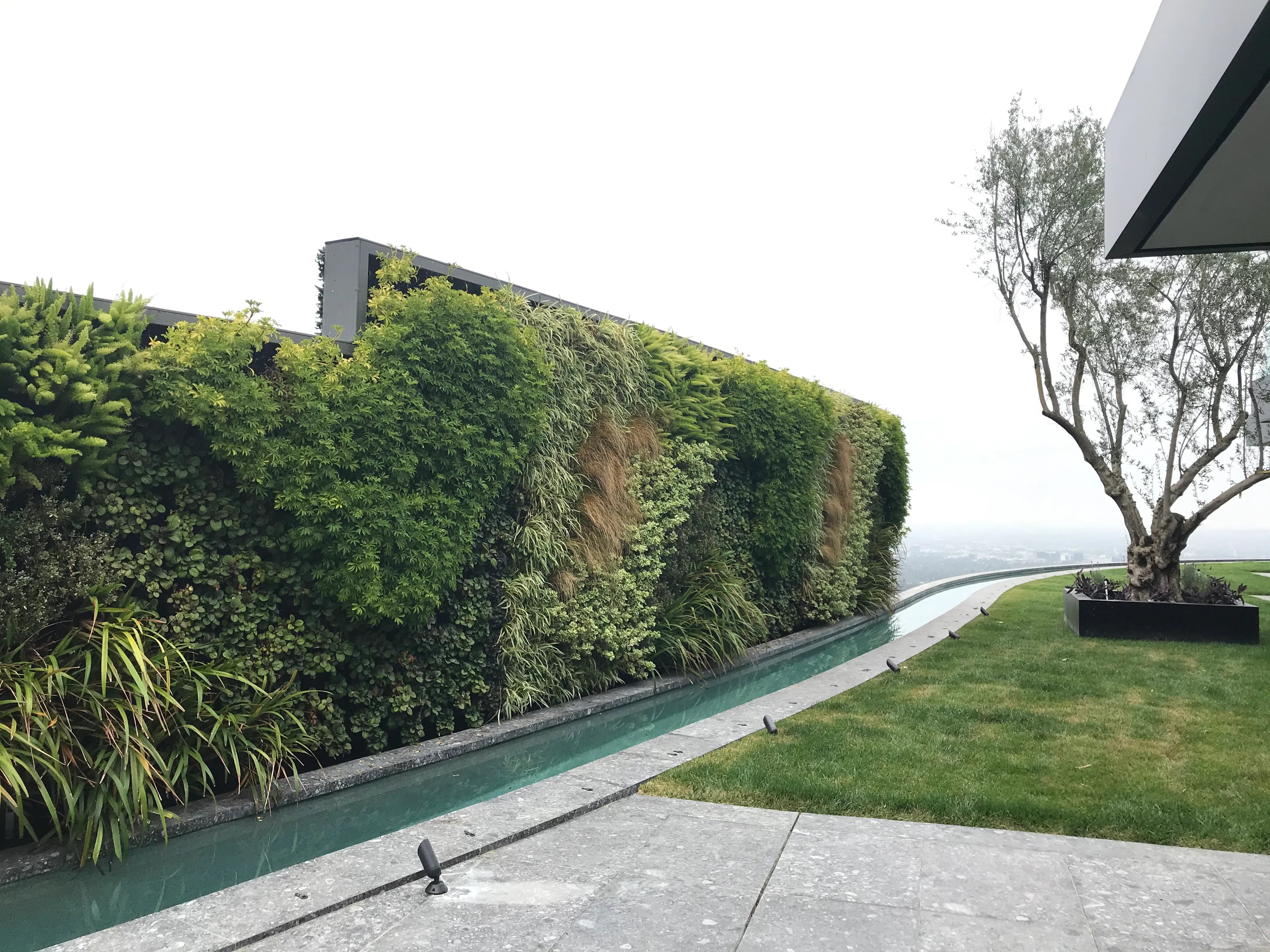 Dense, grown-in outdoor living wall running beside a narrow water channel, lawn and olive tree