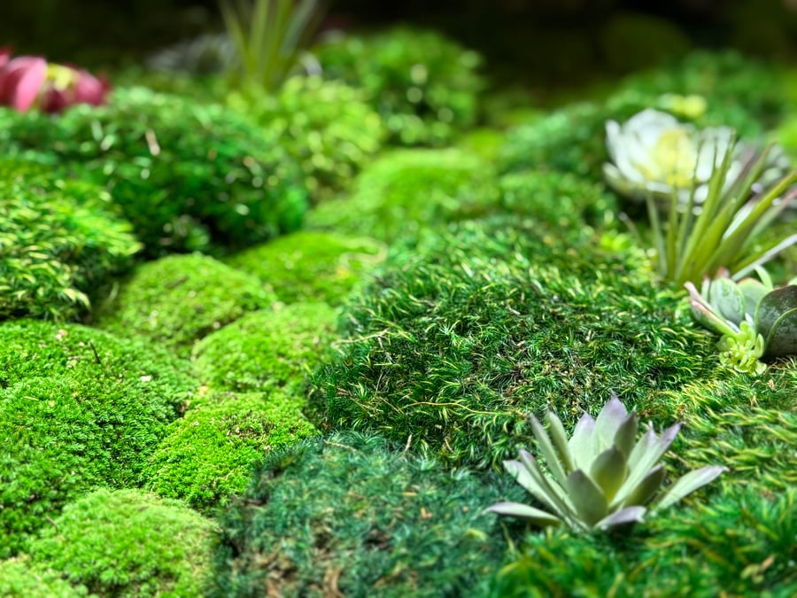 What is preserved moss?