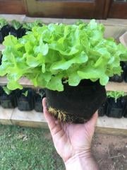 healthy organic food grown using growup vertical farming