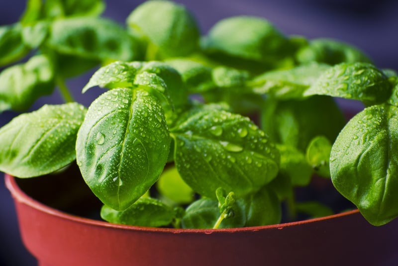 GrowUp Vertical Farming | Basil