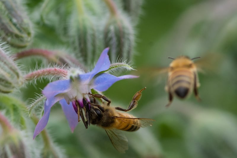 GrowUp Vertical Farming | Borage