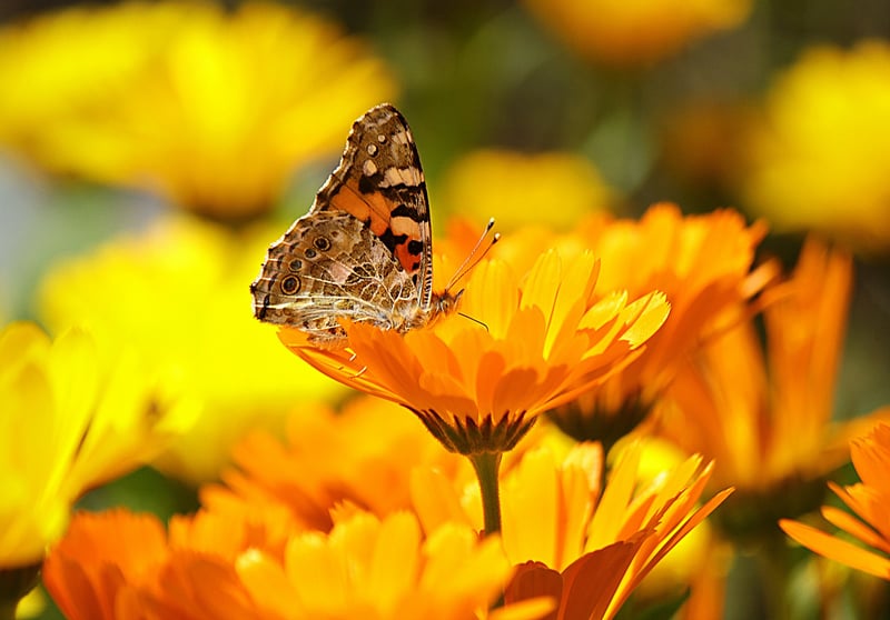 GrowUp Vertical Farming | Marigolds