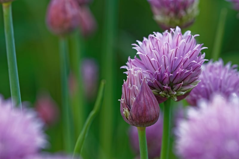 GrowUp Vertical Farming | Chives