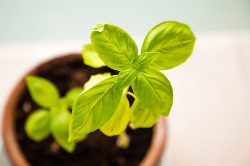 Potted baby basil | GrowUp Vertical Farming