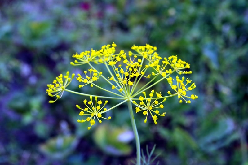 GrowUp Vertical Farming | Dill