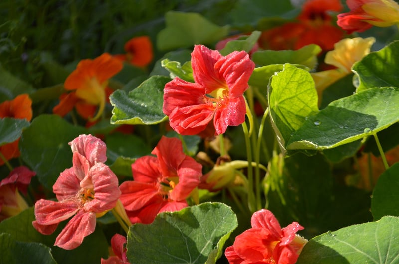 GrowUp Vertical Farming | Nasturtiums