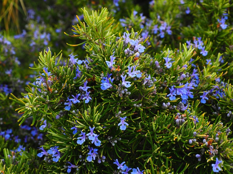 GrowUp Vertical Farming | Rosemary