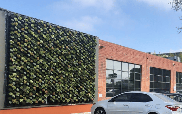 Close view of the succulent living wall two weeks after installation, showing the varied plant color