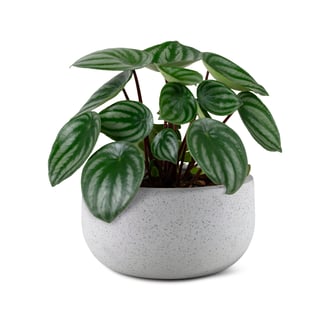 Peperomia | Designed by Freepik