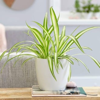 Spider Plant | Image from BJUBASPLANT