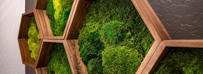 Should I Water My Moss Wall? Everything You Need to Know