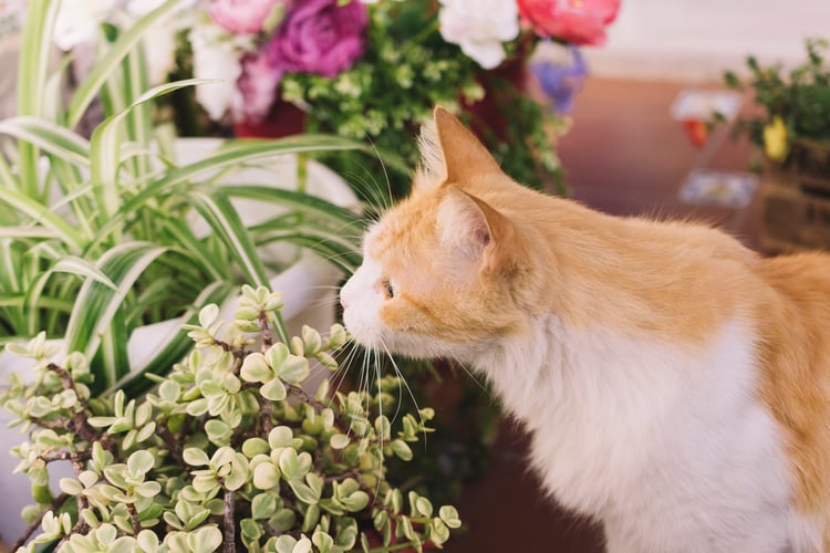 cat-smelling-plant | Designed by Freepik
