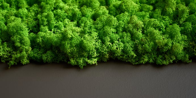The Ultimate Guide to Preserved Moss Wall Maintenance