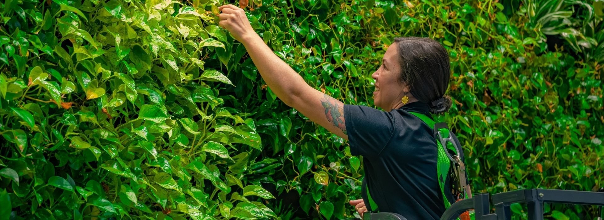 Maintenance technician pruning the dense green foliage of the City of Tampa indoor living wall