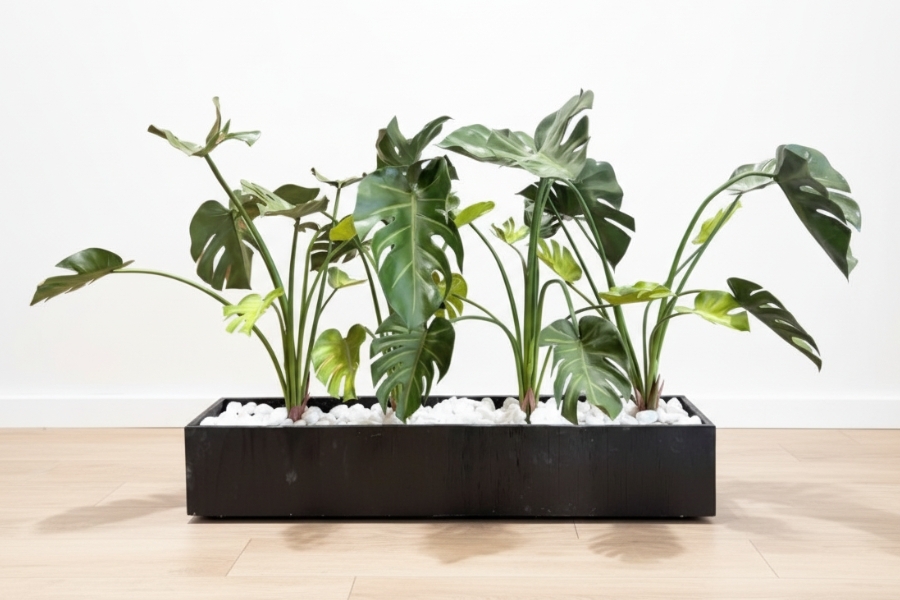 Monstera