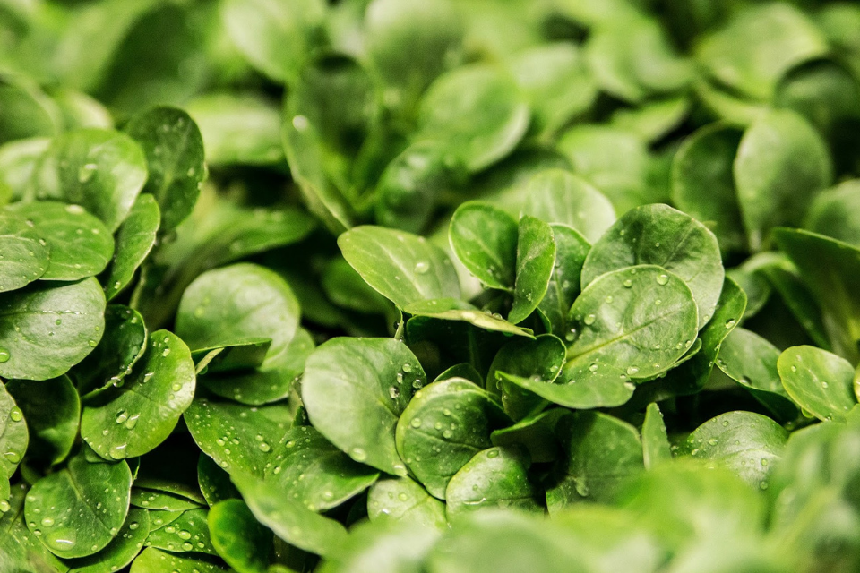 4 Ways to Increase Your Yield With a Vertical Urban Farm