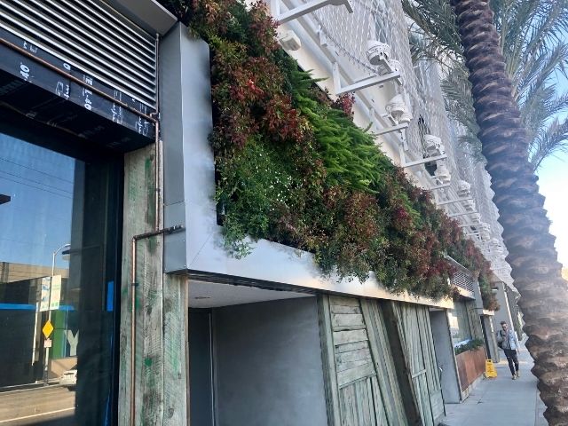 Outdoor living wall high up on the outside of a building