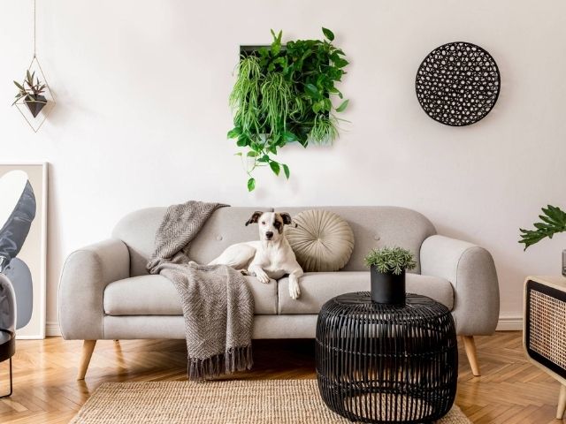freedom series anywhere unit above a couch with a dog