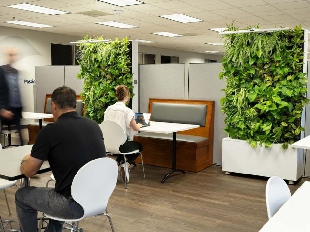 two mobile divider greenwalls in an office