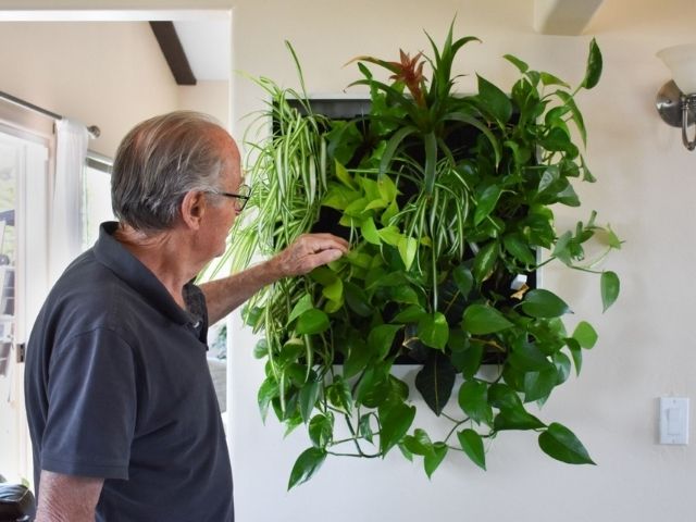 pre-built greenwall cared for by an old man