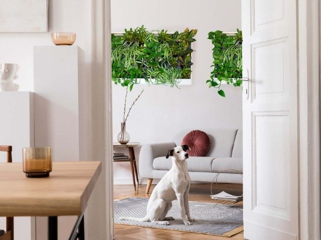 two pre-built greenwalls in a living room