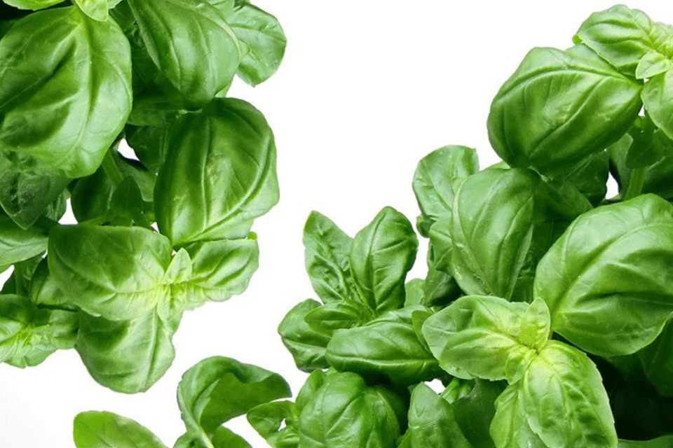 7 Basil Recipes to Bookmark