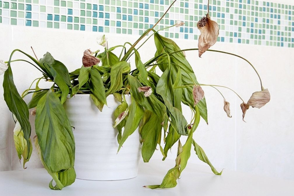 3 Signs Your Greenwall is in Trouble [And What To Do About It]