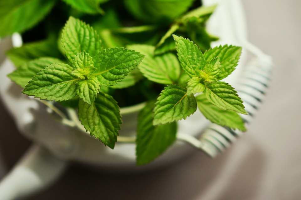 9 'No-Fail' Crops That You Need in Your First Vertical Garden