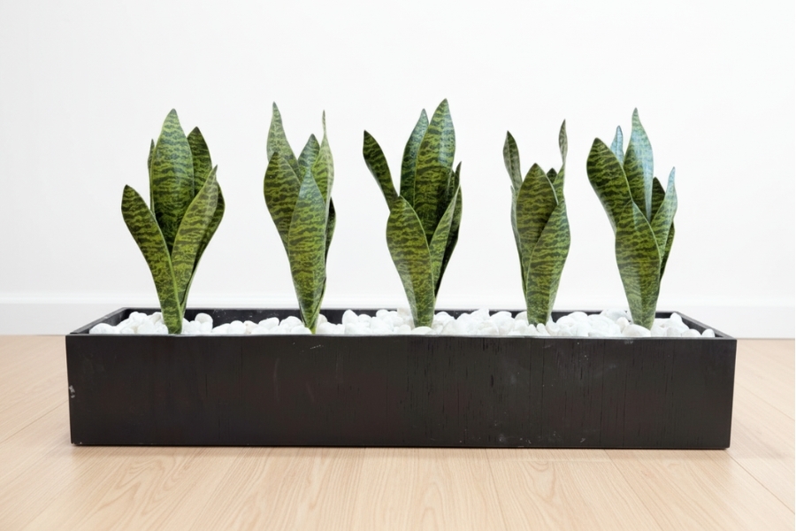Sansevieria Snake Grass
