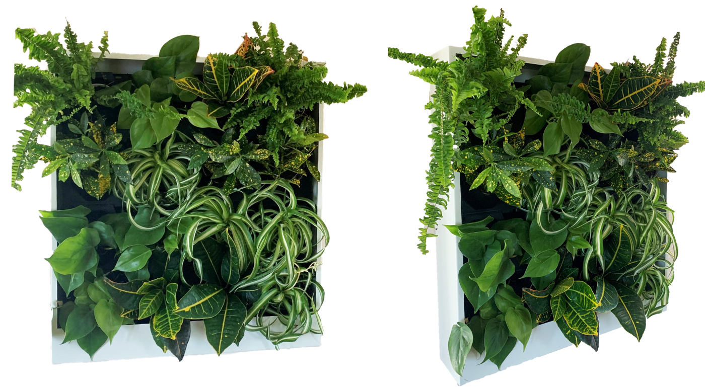 Wall mounted living walls Wall mounted living walls