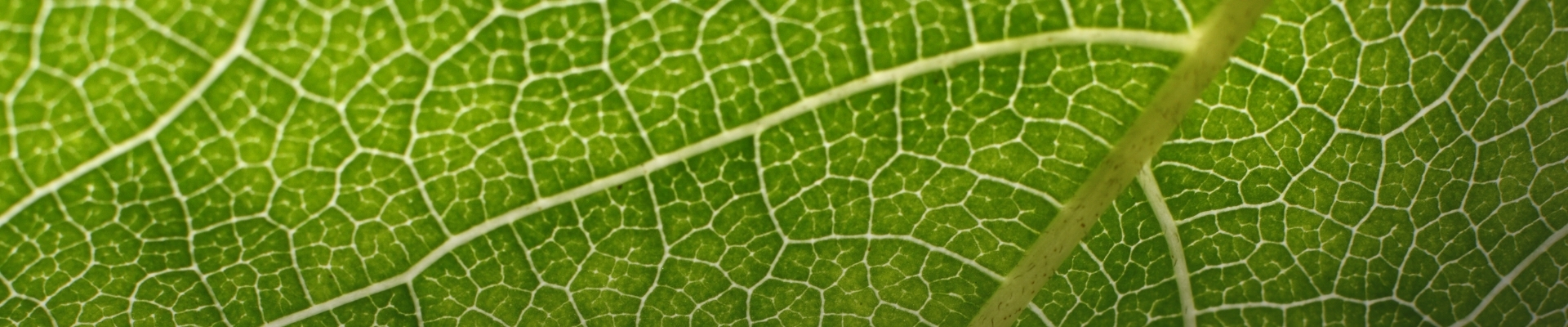 Biophilic Design Workshop