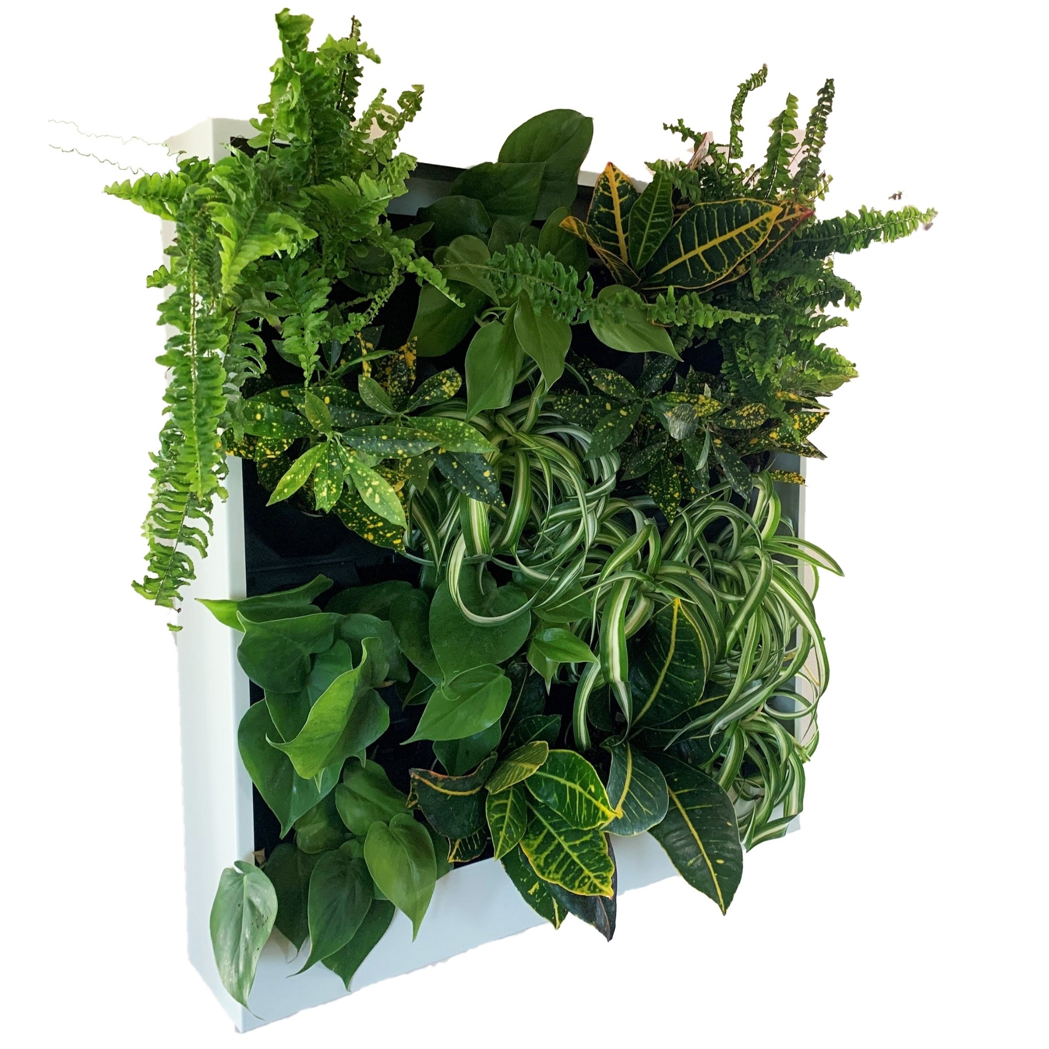 Planted living wall mounted Planted living wall mounted