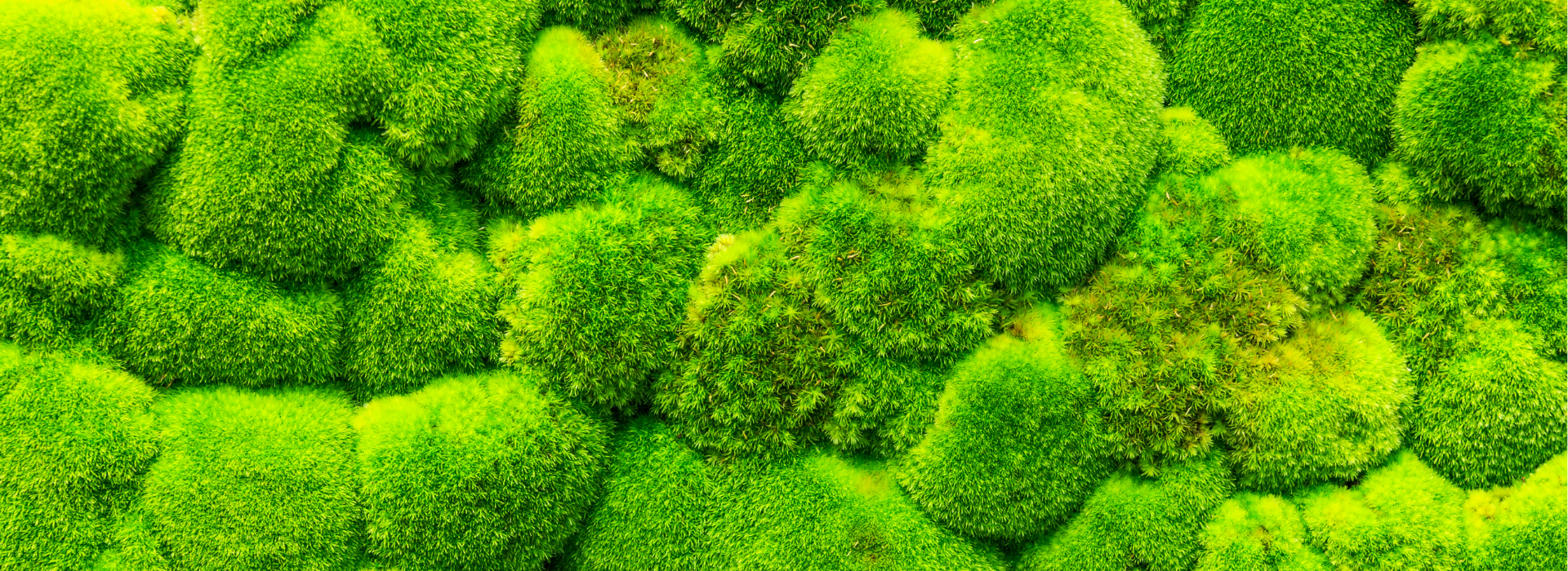 How Long Do Moss Walls Last? Lifespan, Care, Fading, and Wear