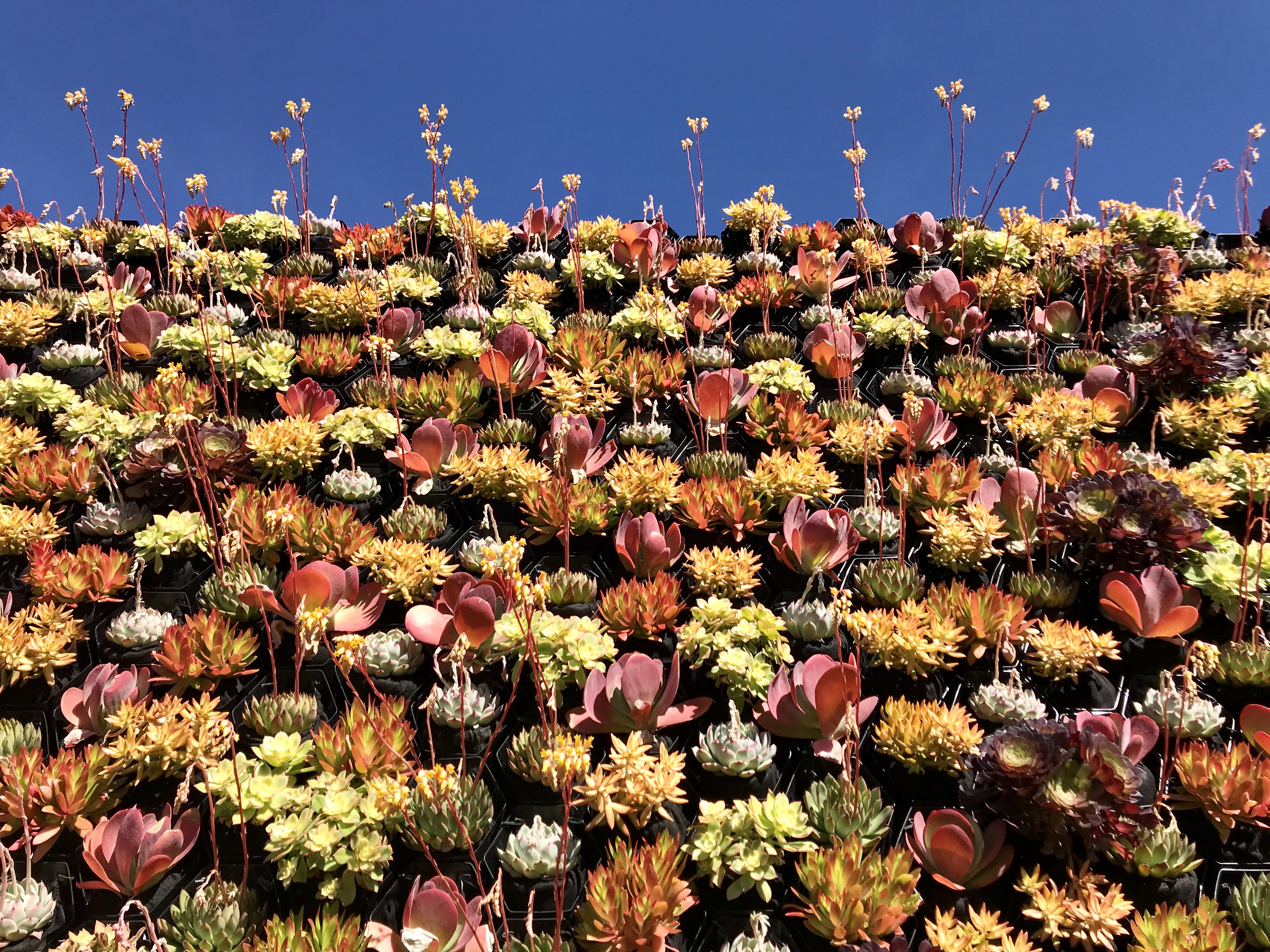 Revamp Your Greenwall for Fall