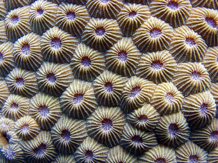 Growup vertical farming | coral